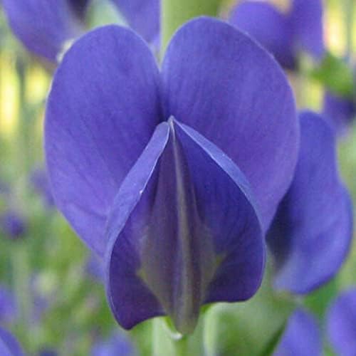 KVITER 50 Magvak Virág-Kék, Vad Indigó, Rattlebush - Baptisia Australis - Szerves Friss 50 Magokat Ültetés
